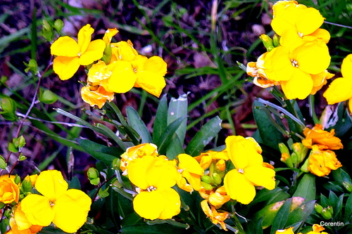 Les fleurs jaunes de la giroflée
