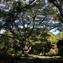 Les arbres du parc - Photo : Yvon (Février 2015)
