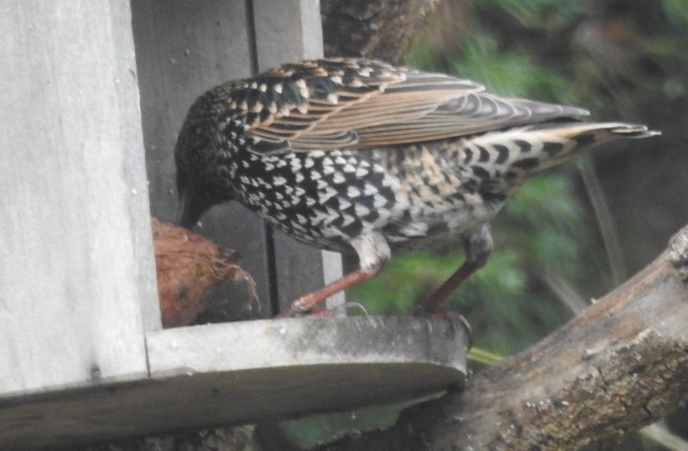 Oiseaux du jardin - décembre 2023 (1/2)....