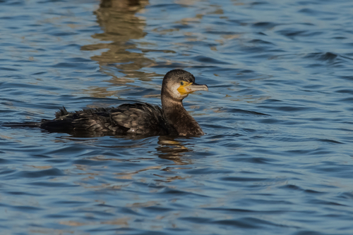 CORMORAN