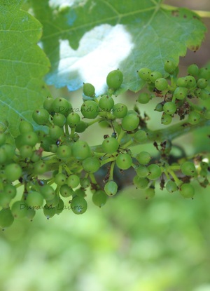Vigne - Grappe de raisins - Fin Juin