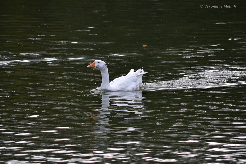 Faune de la Forêt de Rambouillet