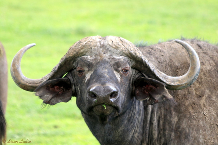 Cratère du Ngorongoro