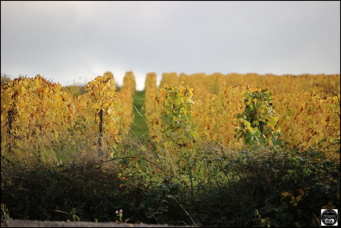 Berru, dans la Marne (51)