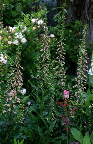 Des compagnes pour mes roses : Digitalis 