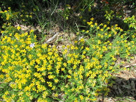 RANDONNEE DANS LES CAUSSES DU LARZAC .