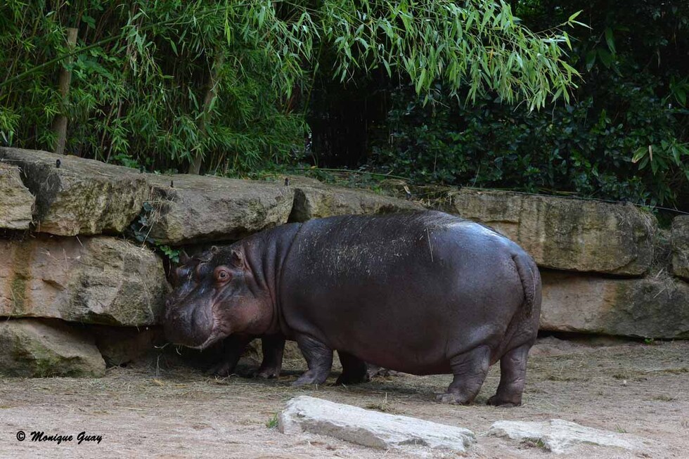 Hippopotames au zoo d'Amnéville