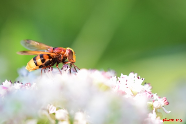 Insectes et fleurs, de superbes photos de D.S.....