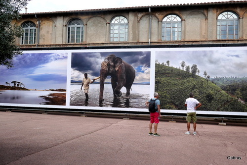Visa pour l’image à Perpignan : des éléphants !