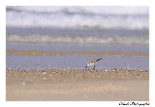 Bécasseau Sanderling