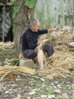 Chengdu et ses pandas