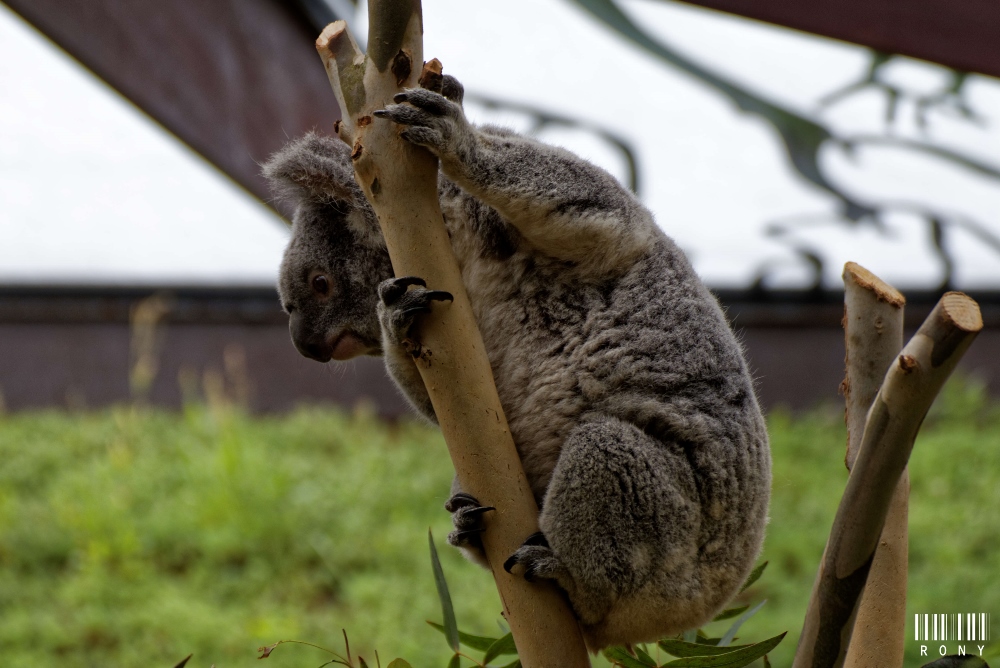 Koala Part.1