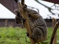 Koala : 4 mai 2016
