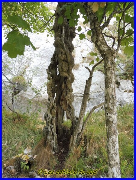 Sainte Baume, voie Gombault-sentier Estruch