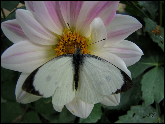 Pieris brassicae.