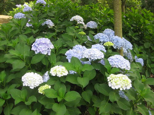 Les fleurs du samedi gérées par Jean Pierre