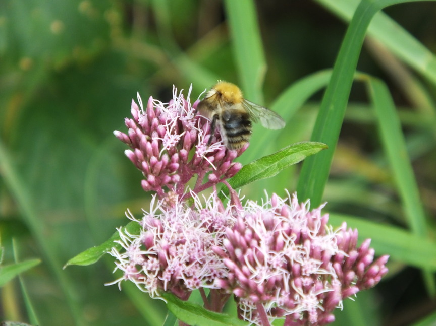 Hier au jardin