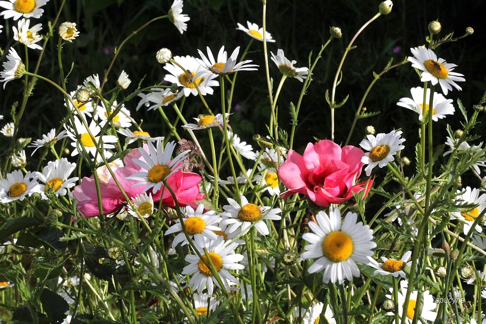 Roses et compagnie