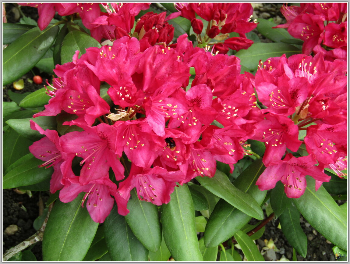 MON JARDIN - DES FLEURS 