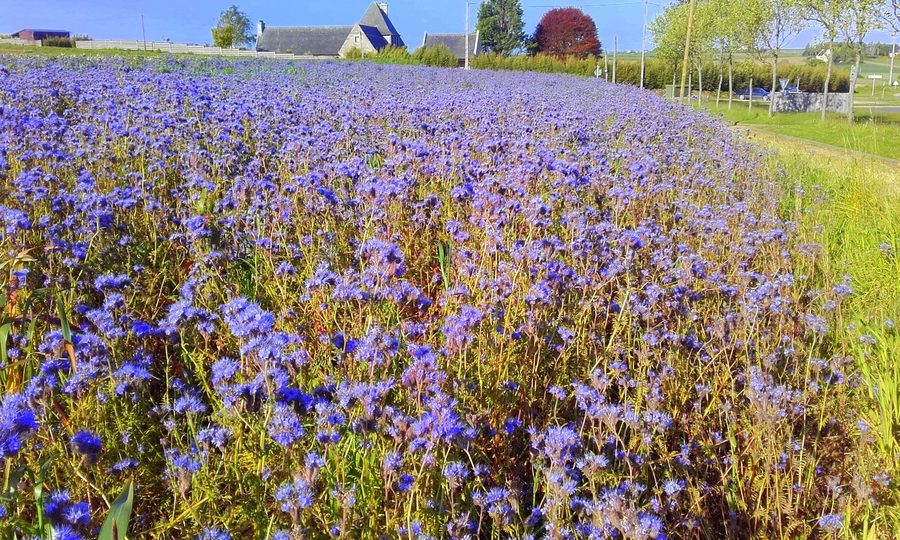 Marée bleue 