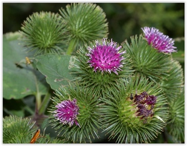 Plantes étranges ... 