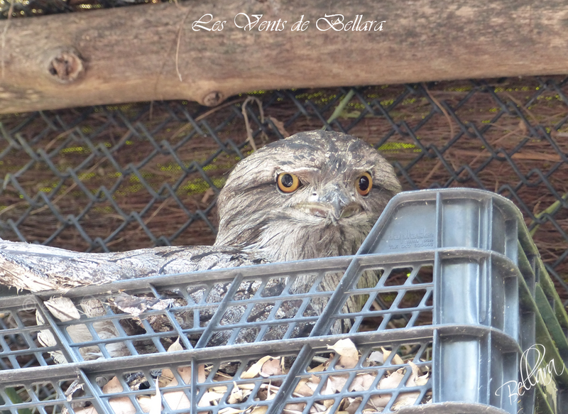 Le parc de Villars les Dombes - Oiseaux divers - 8