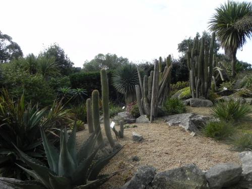 Les plantes grasses & cactus  jardin de Roscoff 