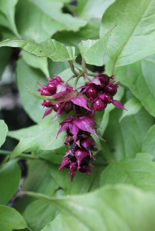 Leycesteria formosa Golden Lanterns