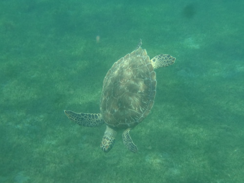 Nage avec les tortues