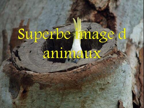 PPS ANIMAUX