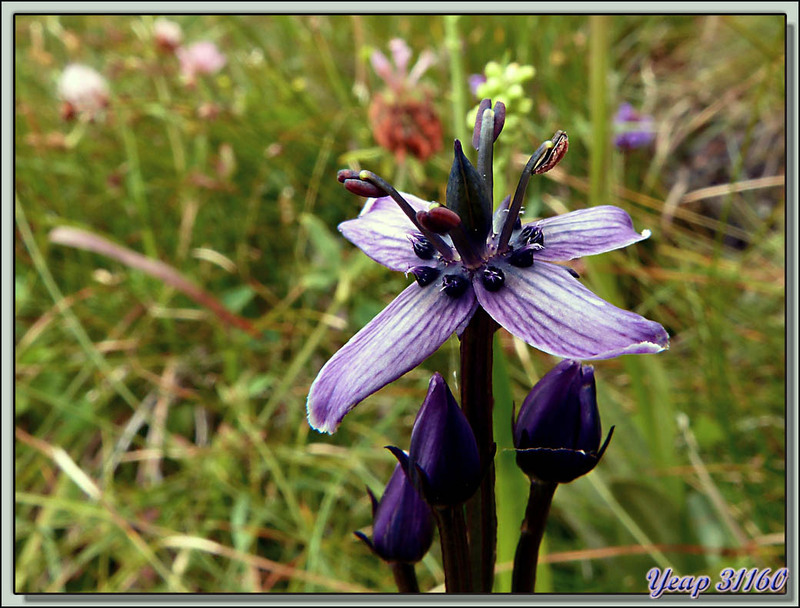 Swertie vivace (Swertia perennis) - Varrados - Val d'Aran - Espagne  (Flore) 