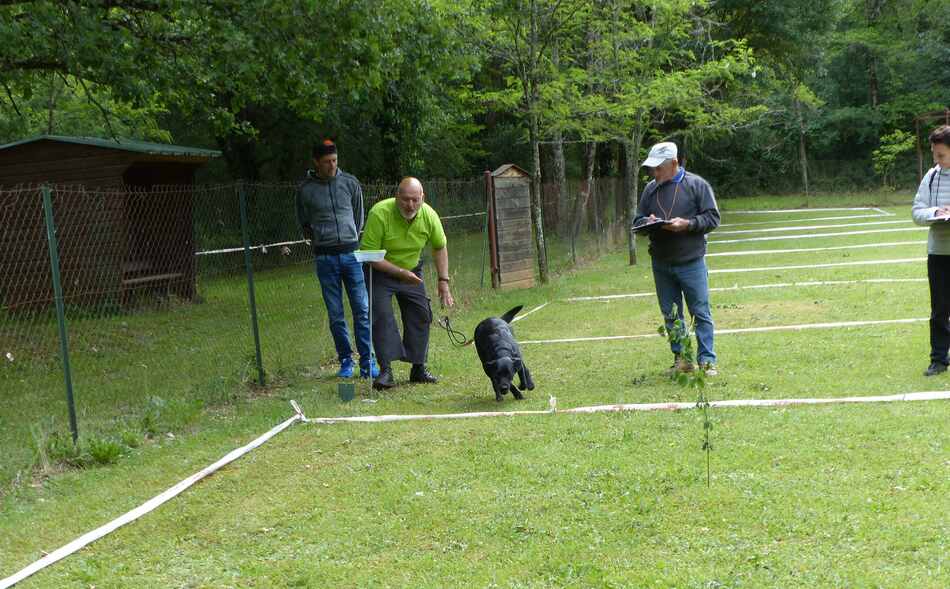 Concours de cavage de Pradines juin 2019