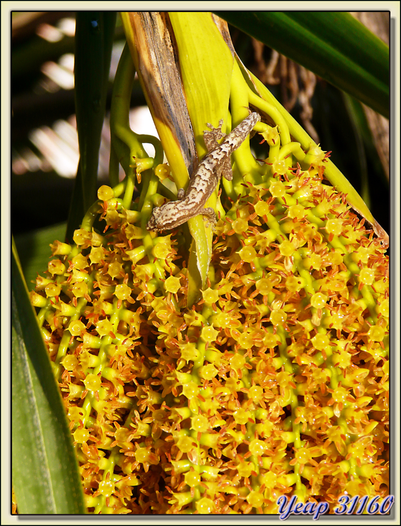 Le gecko et les fleurs de palmier - Atoll de Fakarava - Tuamotu - Polynésie française