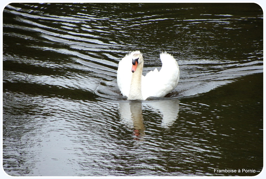 Cygne tuberculé