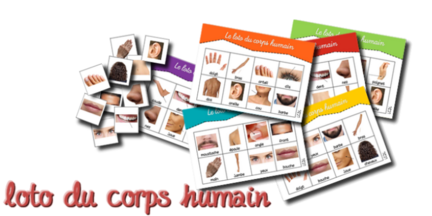 Atelier le corps humain