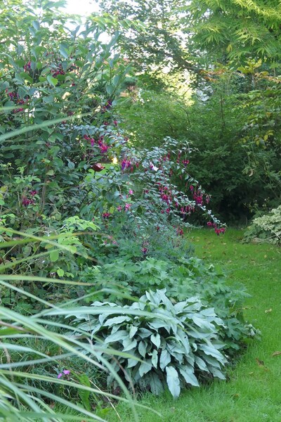 Fuchsia Ville de Rocquencourt