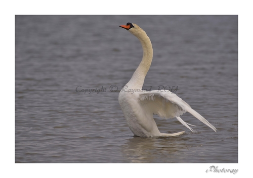 Cygne tuberculé