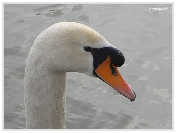 6 mai 2011 Photo 3 Cygne blanc