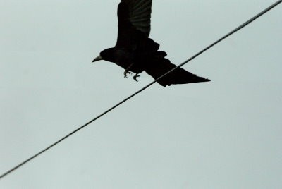 corbeau décolle pagny les auges