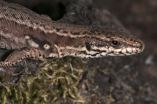 Lézard de murailles