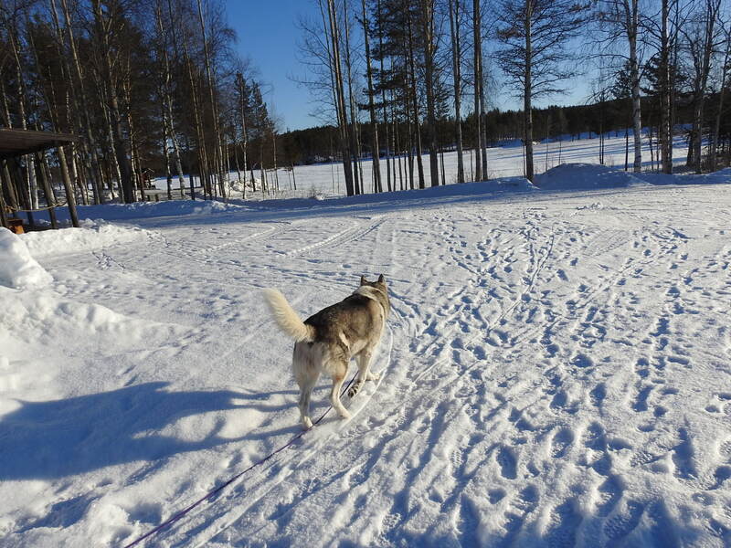 Chiens des glaces