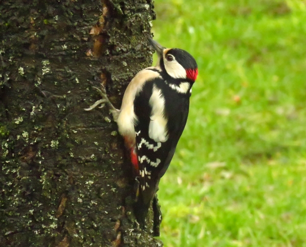 De beaux oiseaux colorés ont visité mon jardin cet hiver....