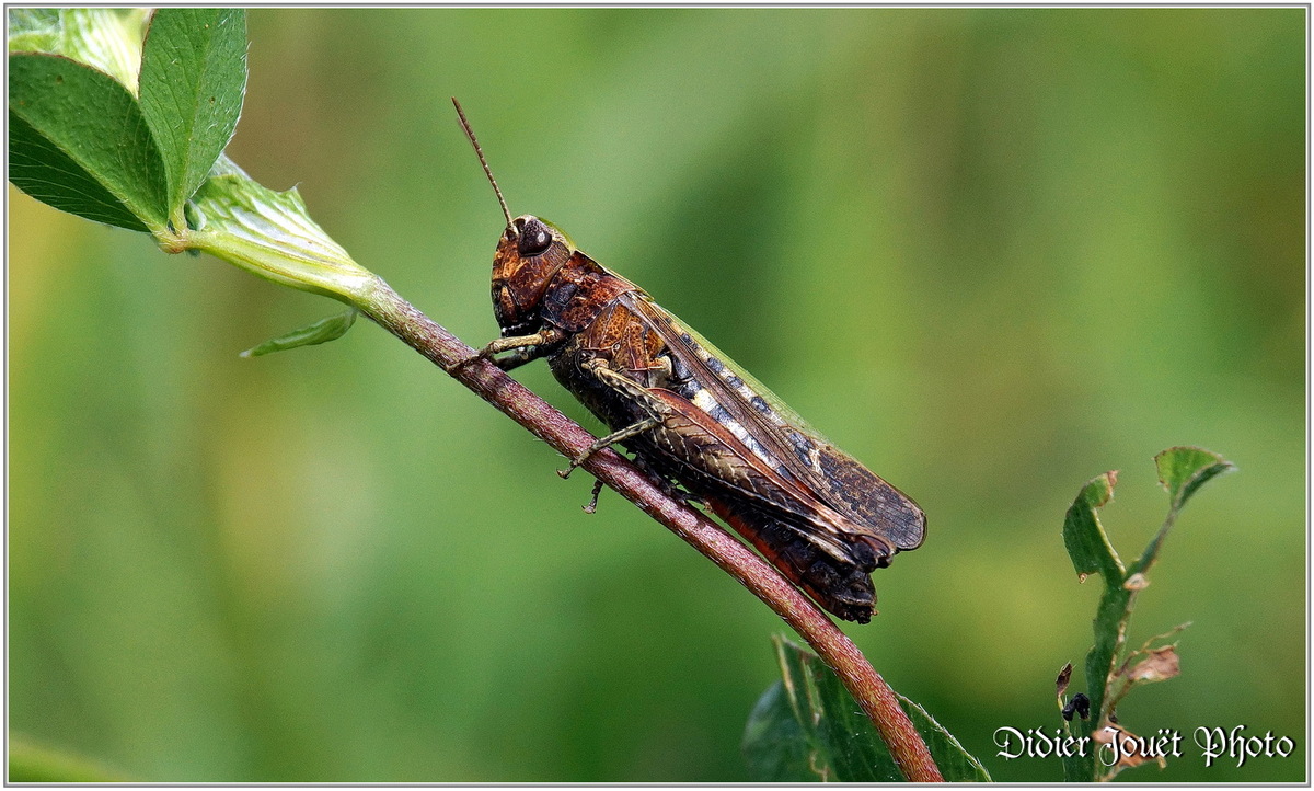 Criquet (2) - Caelifera