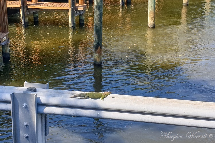 Floride : Iguane et anoli