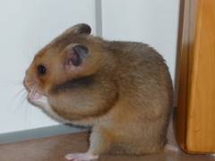 abajoue hamster