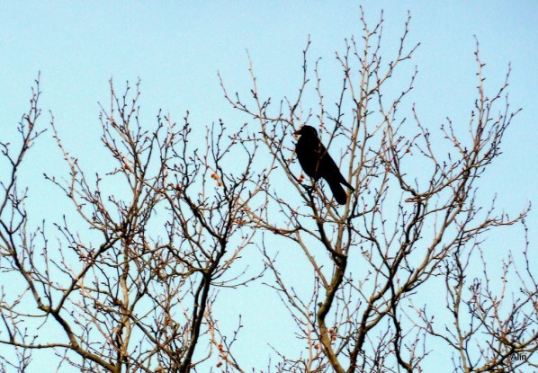 Y11 - Le corbeau