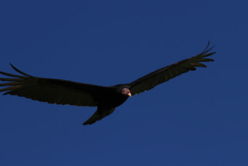 Urubu à Tête Rouge (Turkey Vulture)