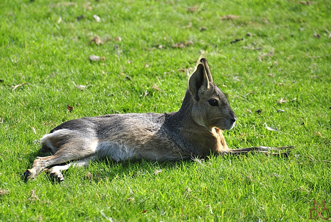 Mara, ou Lièvre de Patagonie