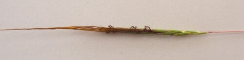 Heteropogon contortus, Poaceae