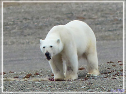 Dernière série avec cet ours on ne peut plus photogénique ! (Polar bear) - Creswell Bay - Somerset Island - Nunavut - Canada